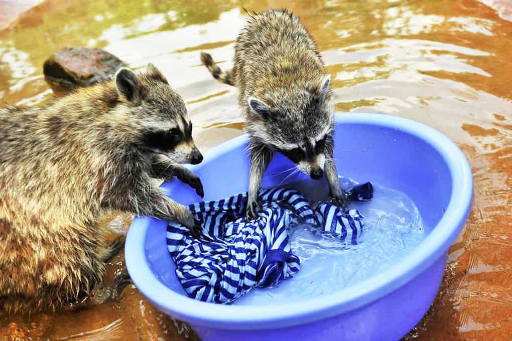 Domestic Raccoons Arrange Complete Chaos In The House