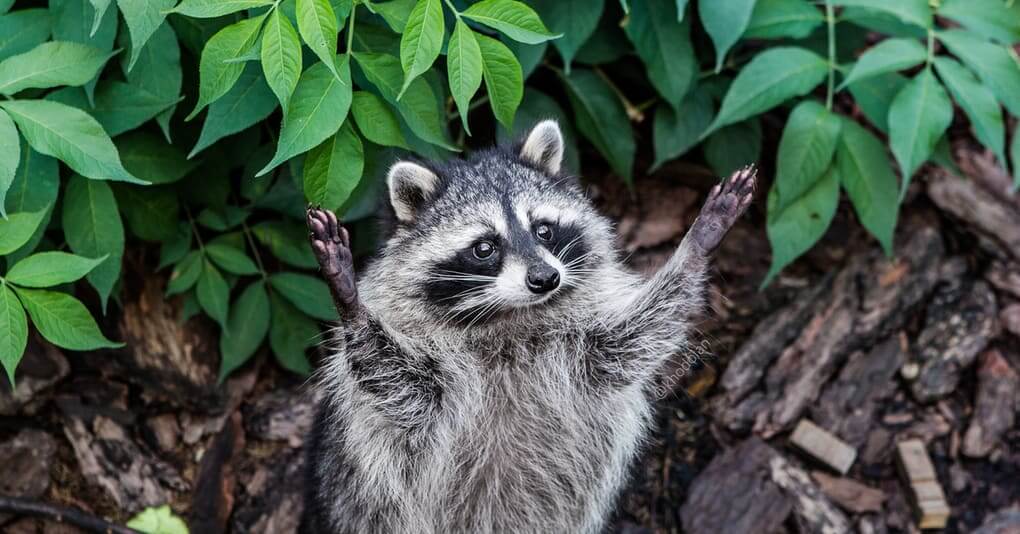 Female Raccoons Are The Most Caring Mothers