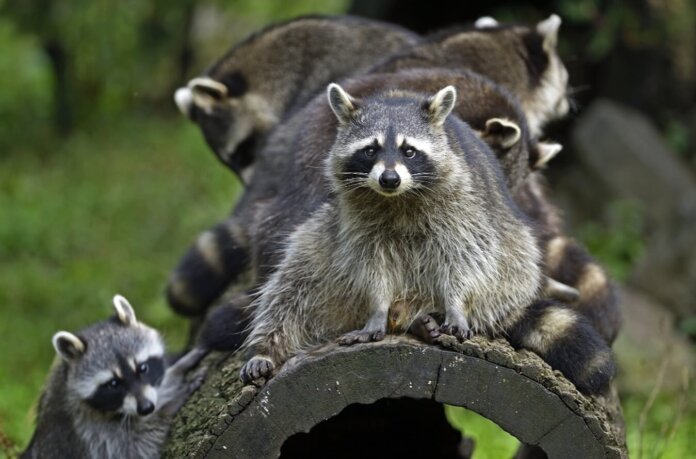 Raccoons