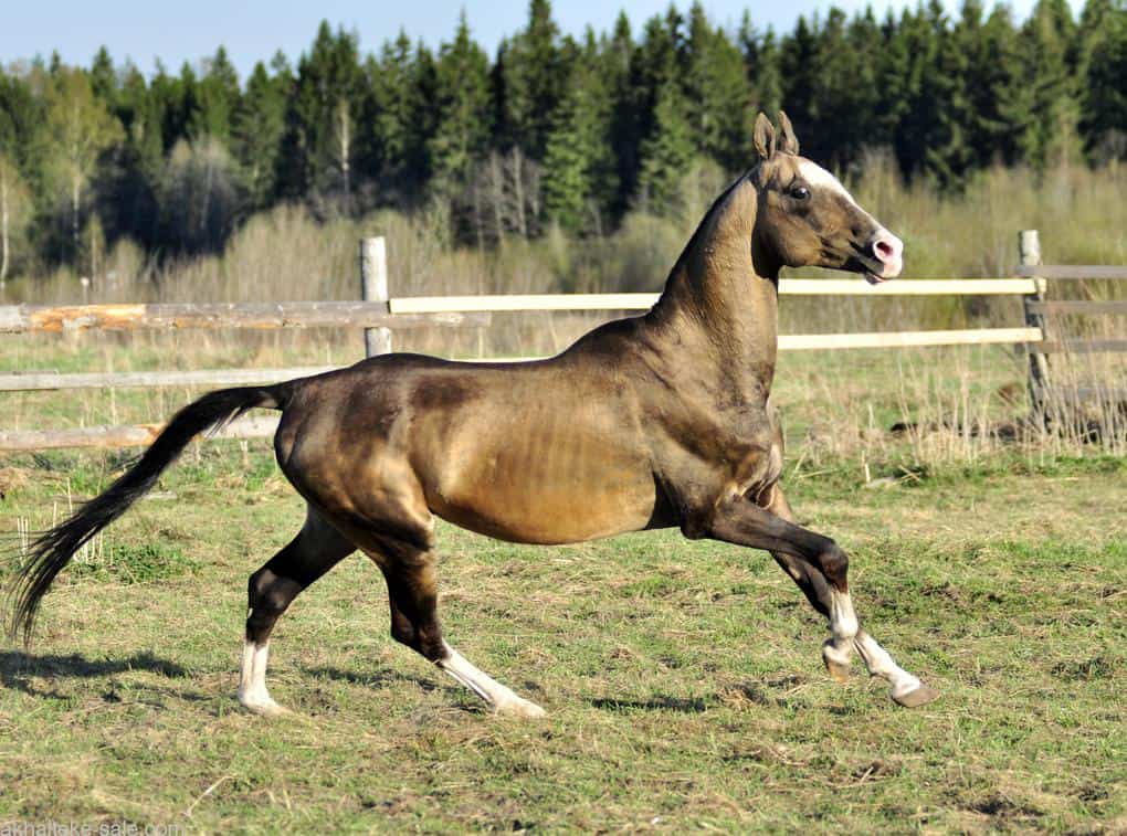 Akhal Teke