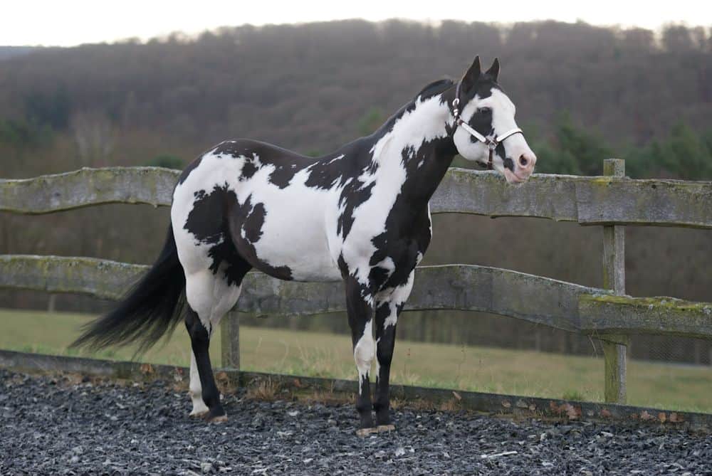 American Paint Horse