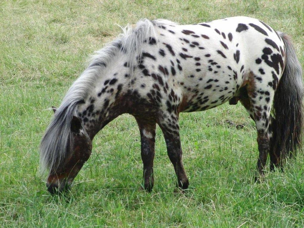 Appaloosa