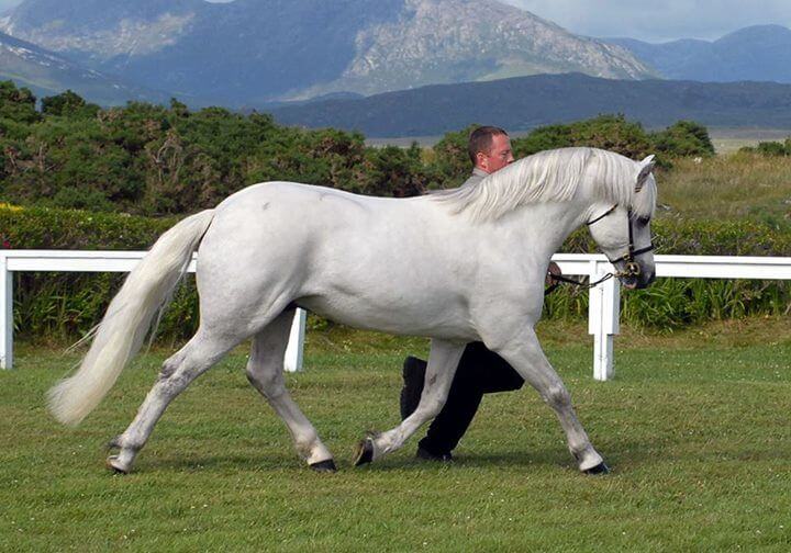 Connemara Pony