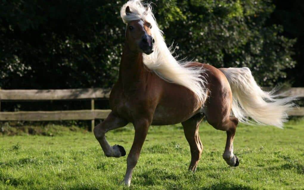 Haflinger