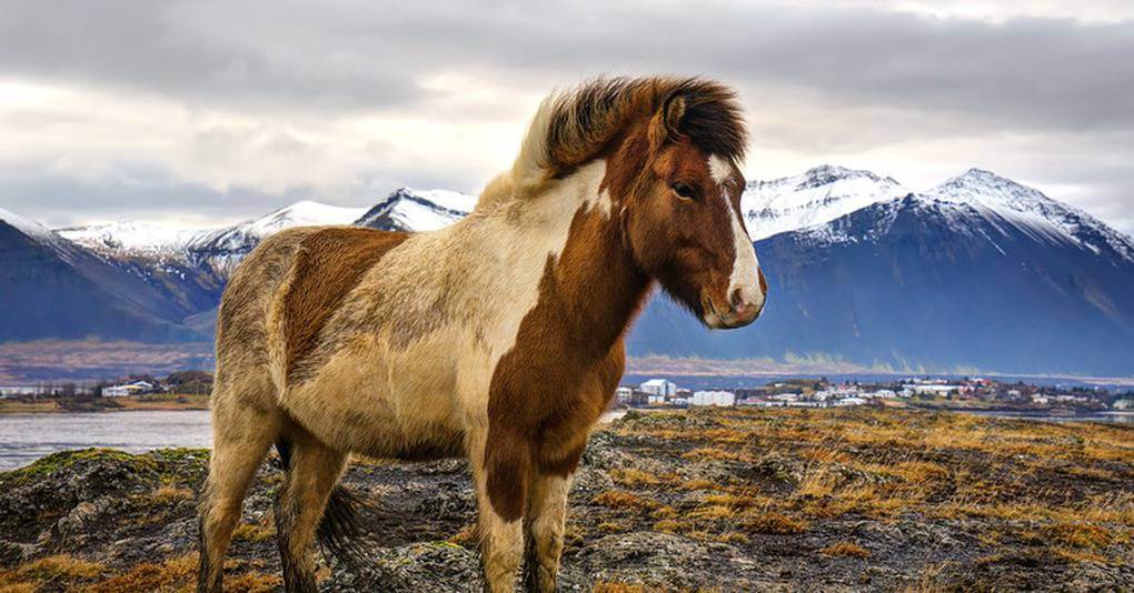 Icelandic Horse