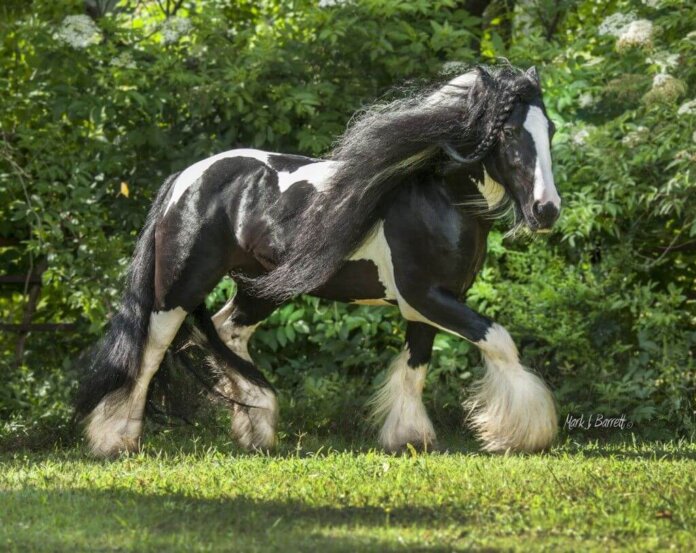 Most Beautiful Horse Breeds