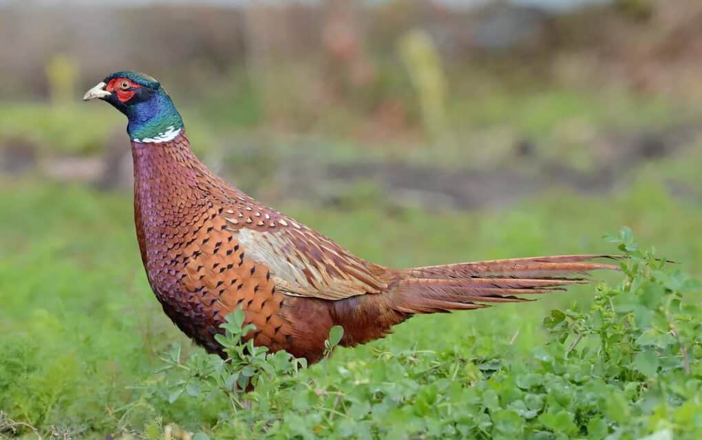 Common Pheasant