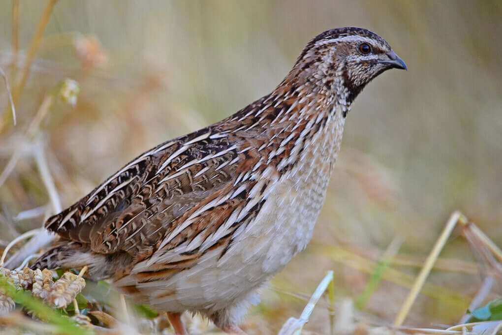 Common Quail