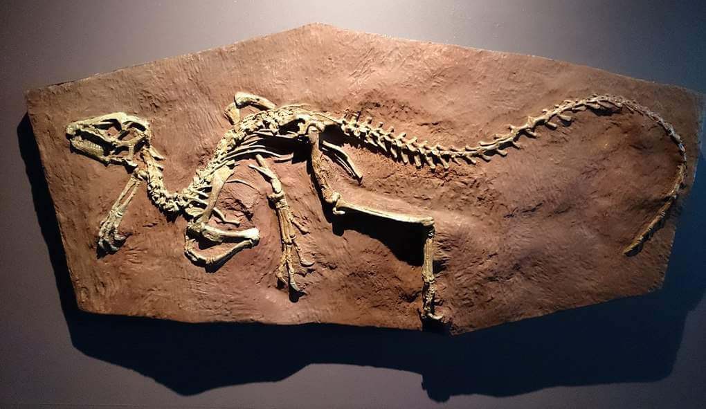 Dinosaur Fossils