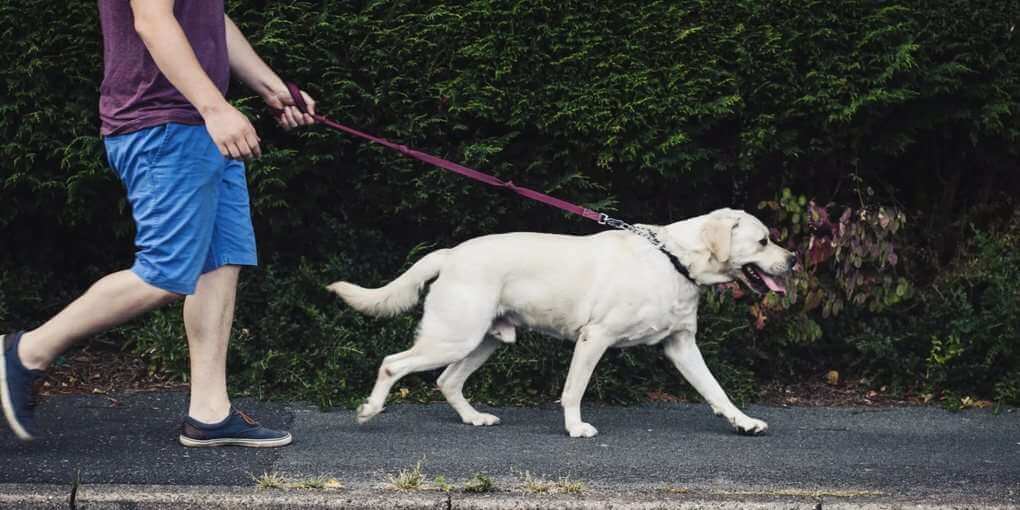 Hard Pull On The Leash