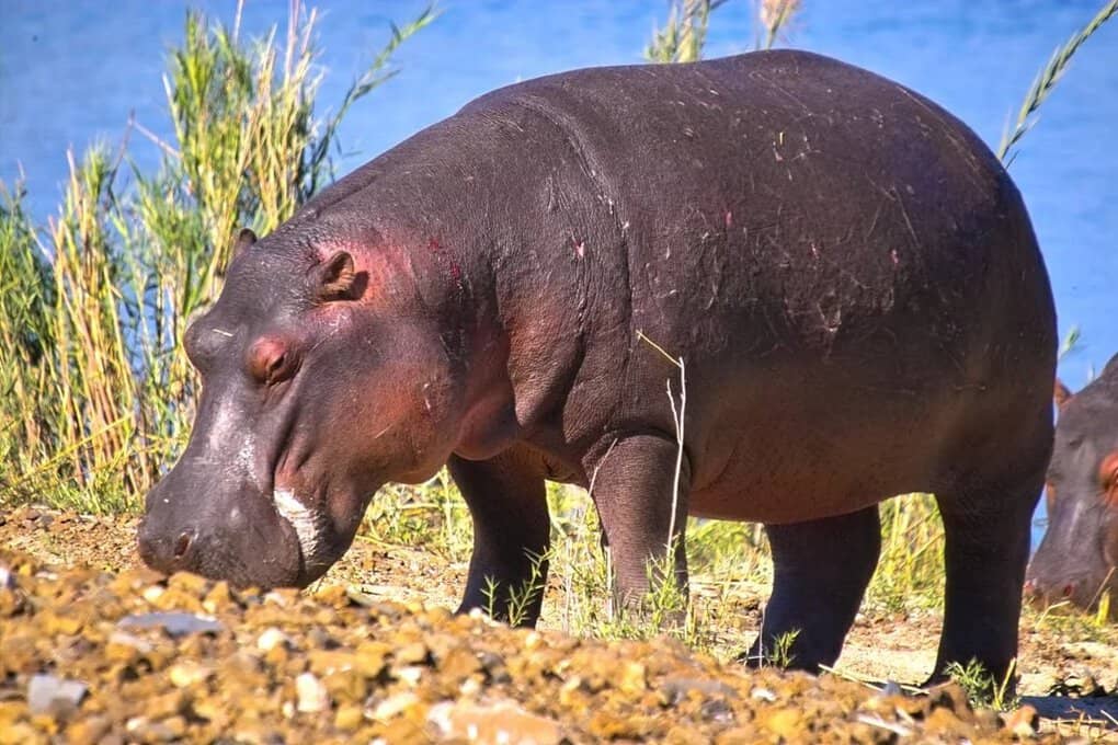 Hippopotamus