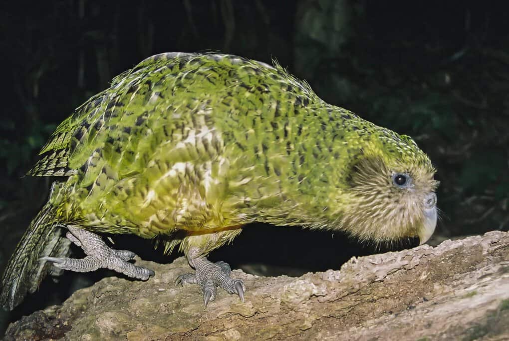 Kākāpō