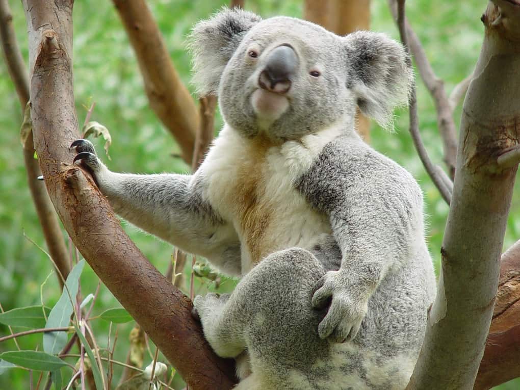 Koala