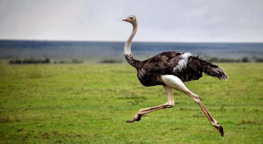 Ostrich