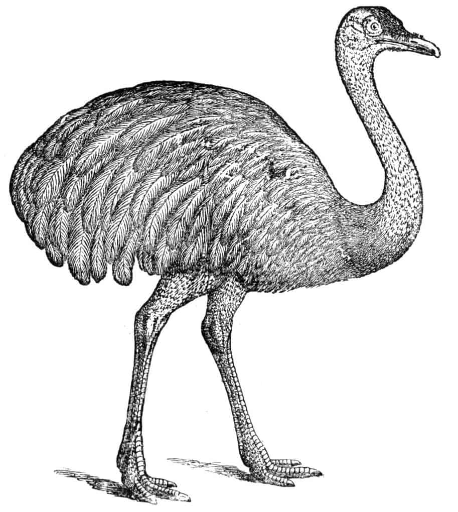 Ostrich