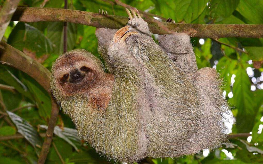 Sloth