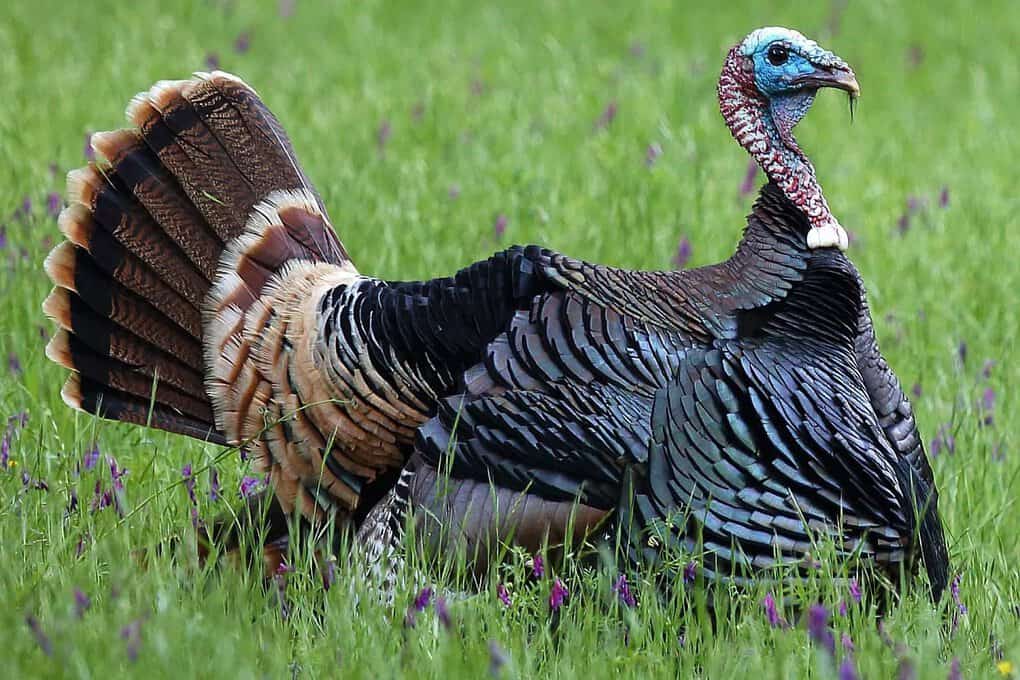 Wild Turkey