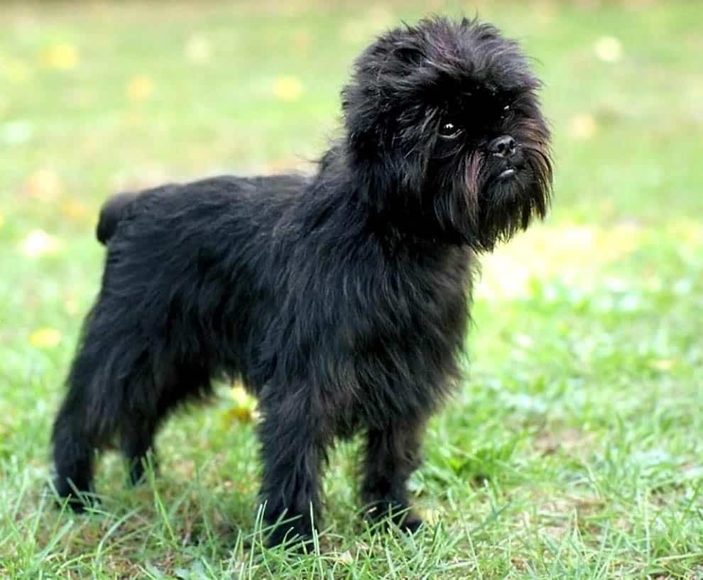 Affenpinscher