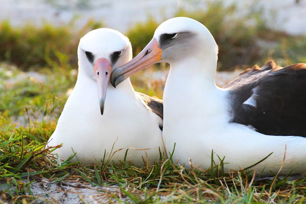 Albatrosses