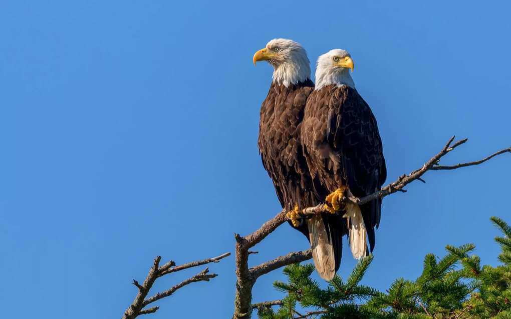 Bald Eagles