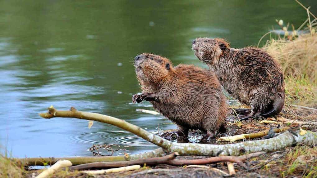 Beavers