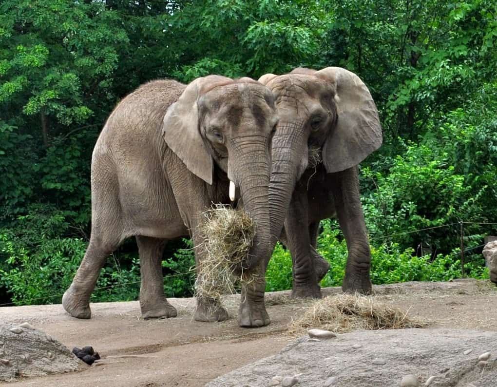 Elephants