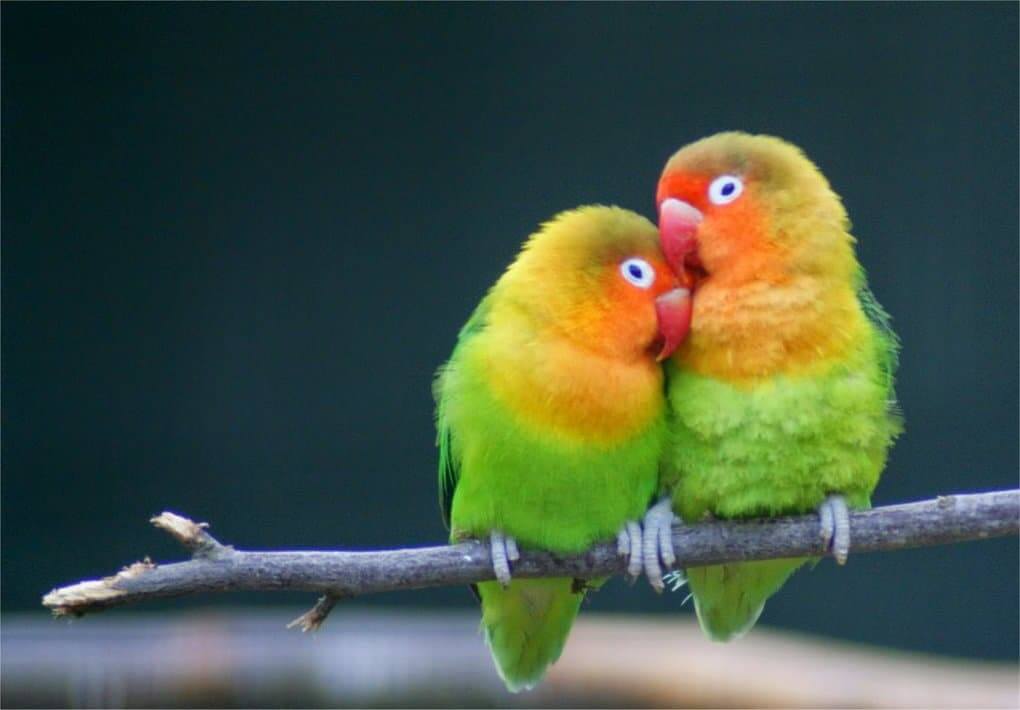 Lovebirds