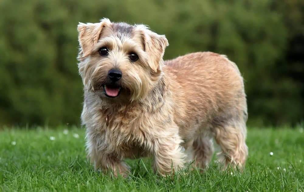 Norfolk Terrier