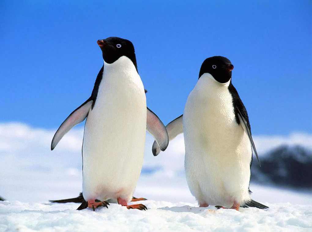 Penguins