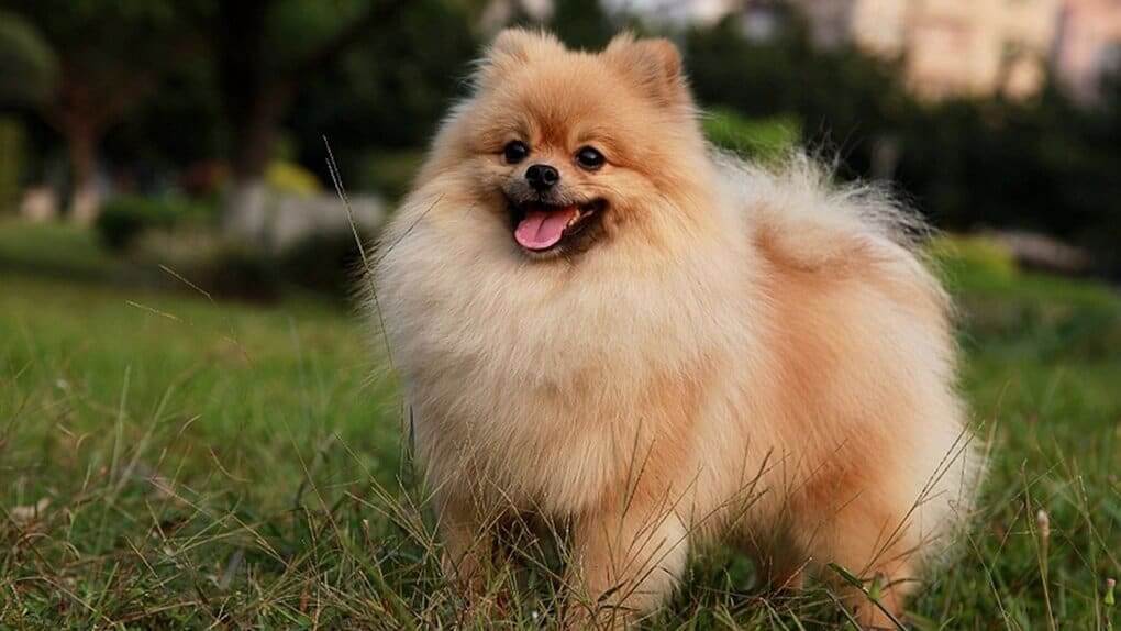 Pomeranian