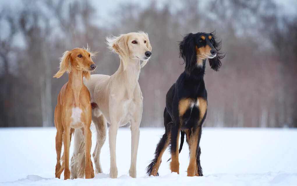 Saluki (Persian Greyhound)