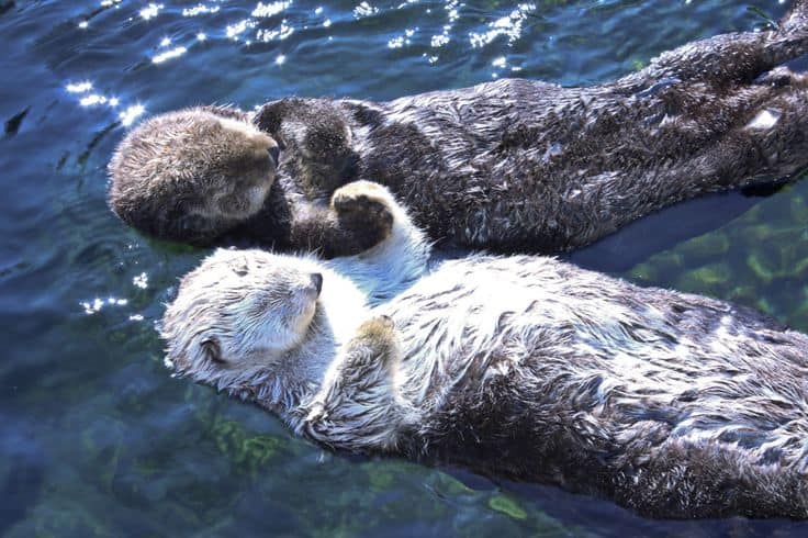 Sea Otters