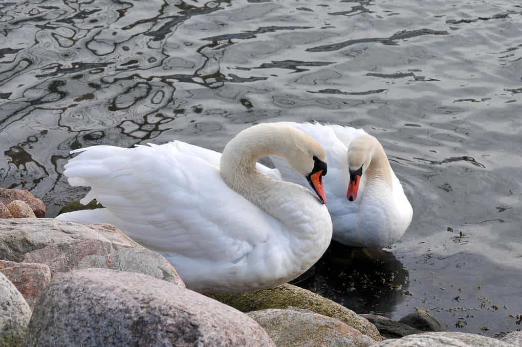 Swans