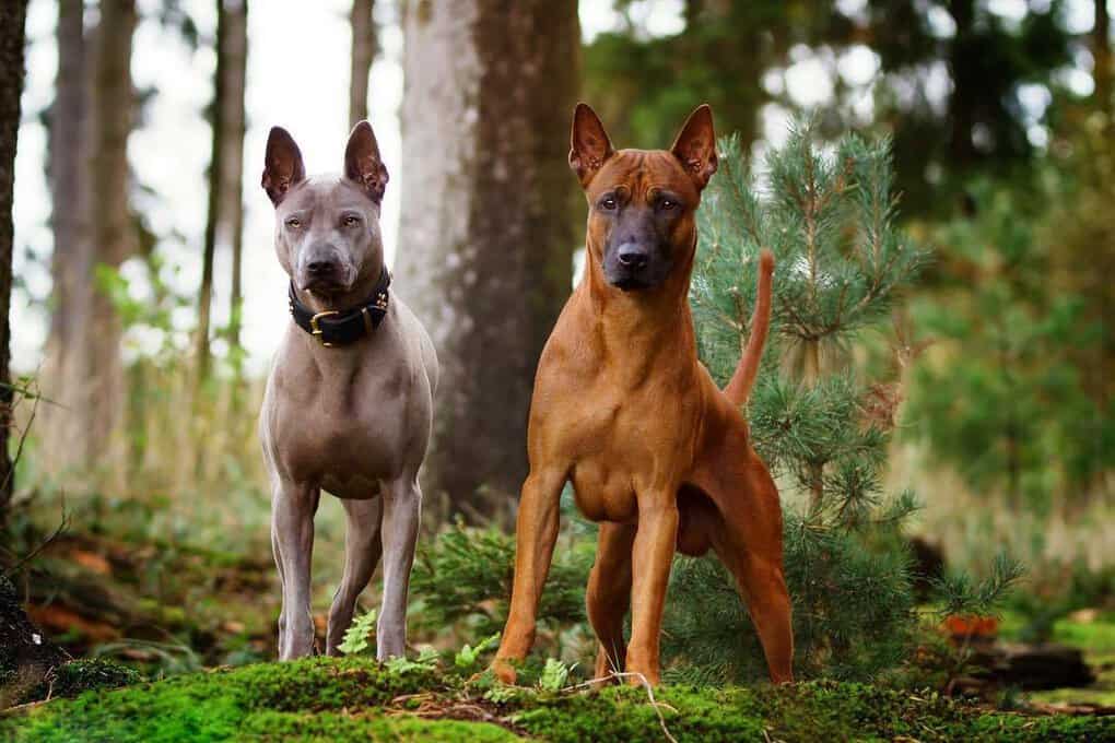 Thai Ridgeback