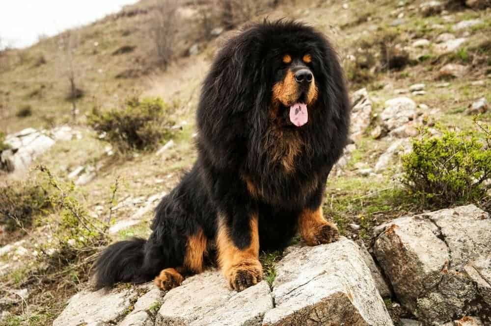 Tibetan Mastiff