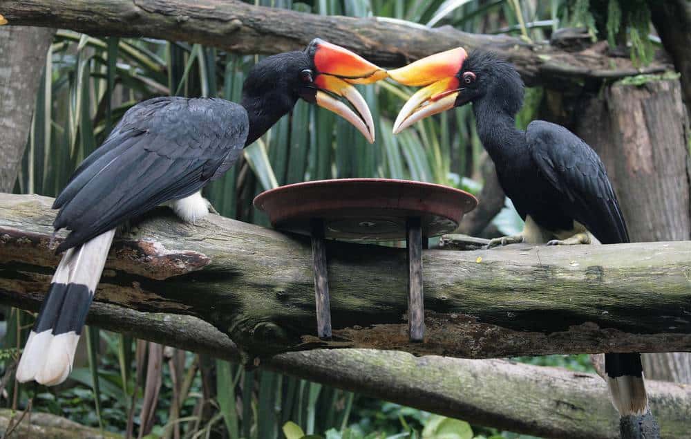 Two Horned Kalao