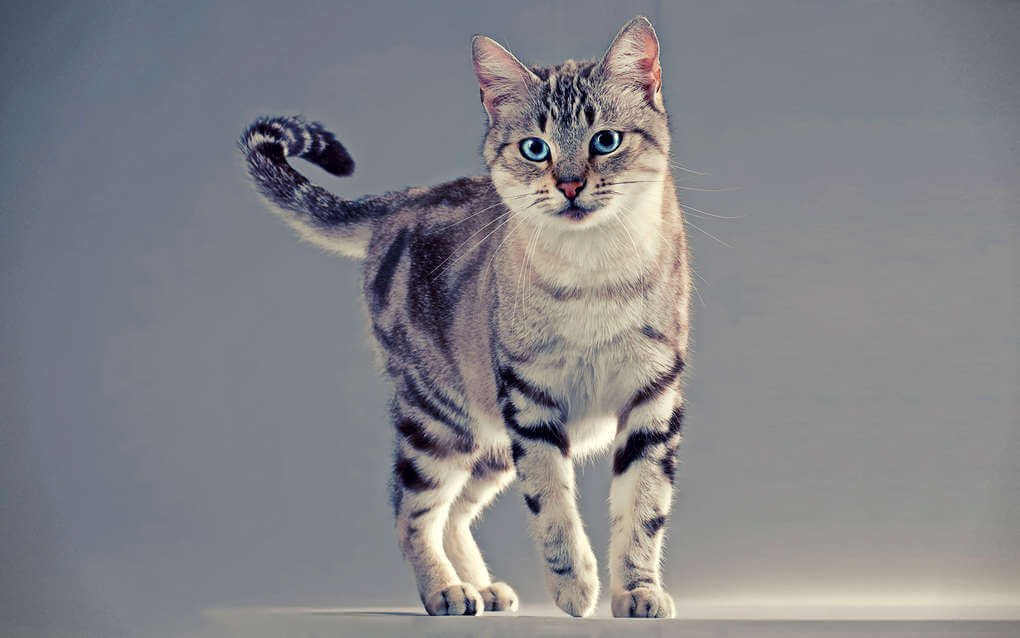 American Shorthair Cat