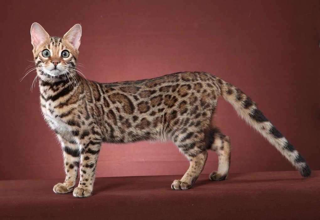 Bengal Cat