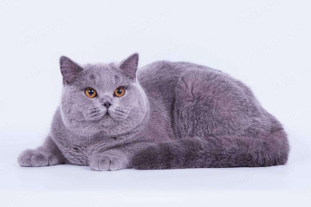 British Shorthair Cat