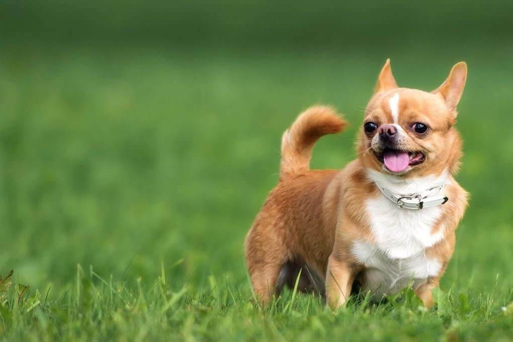 Chihuahua