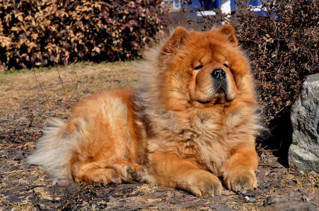 Chow Chow