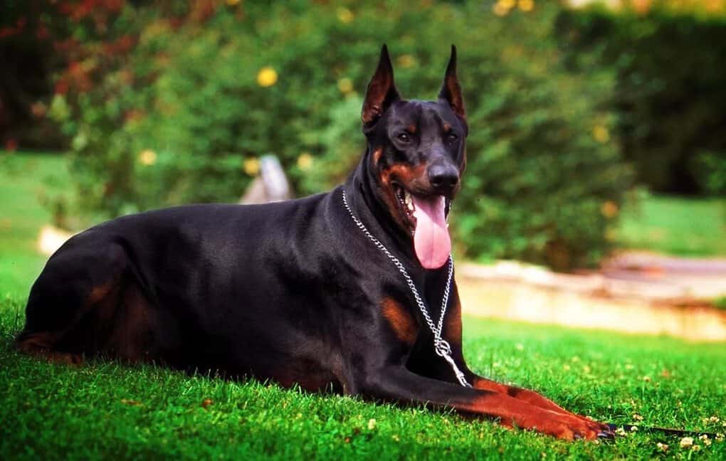 Doberman