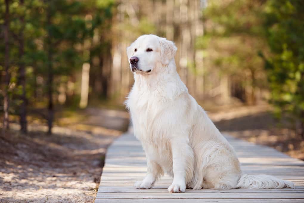 Golden Retriever