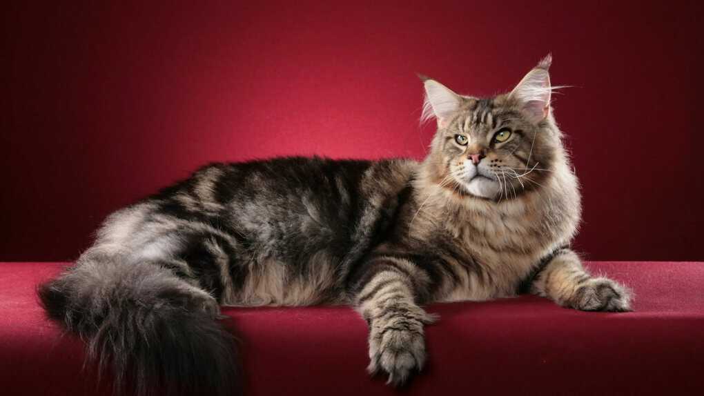 Maine Coon