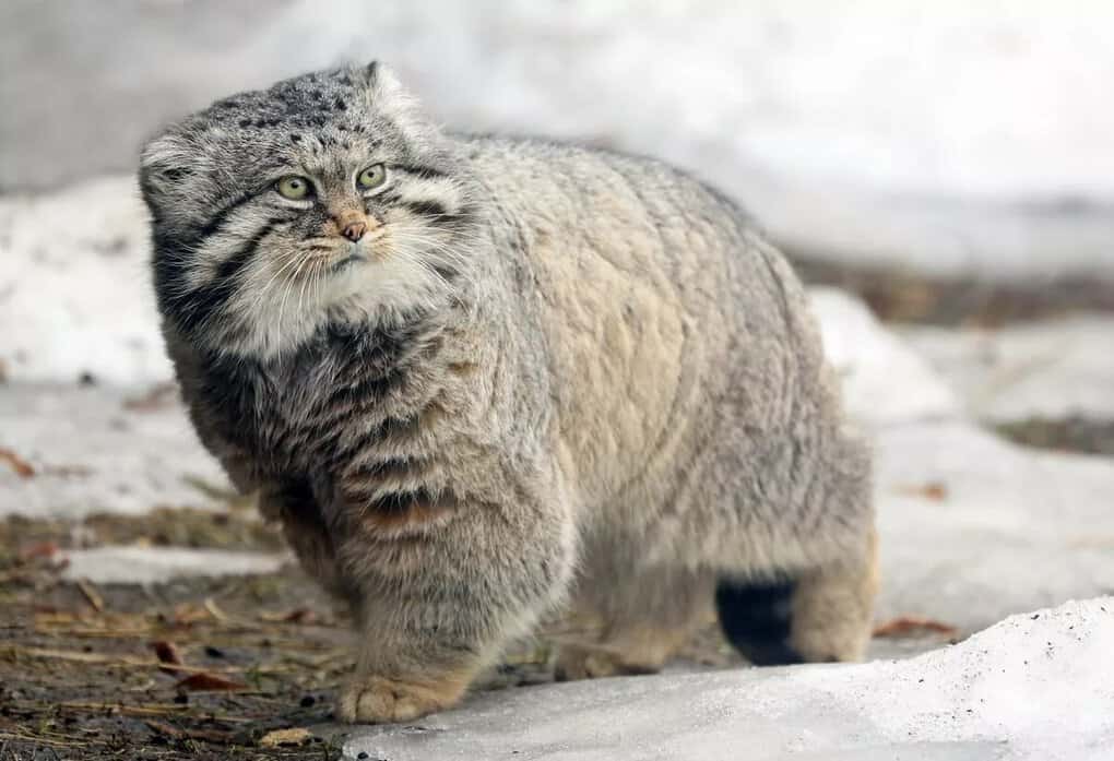 Manul