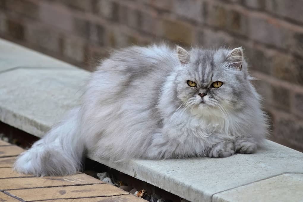 Persian Cat