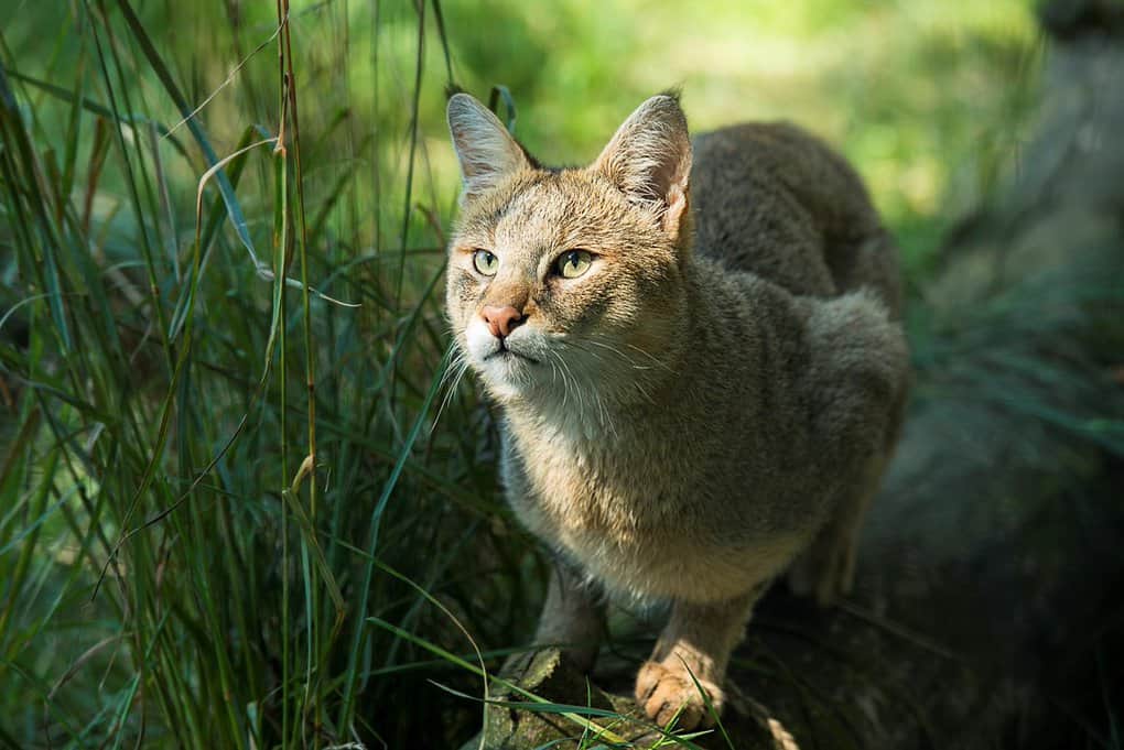 Reed Cat