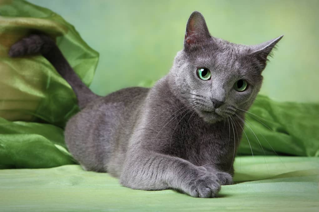 Russian Blue