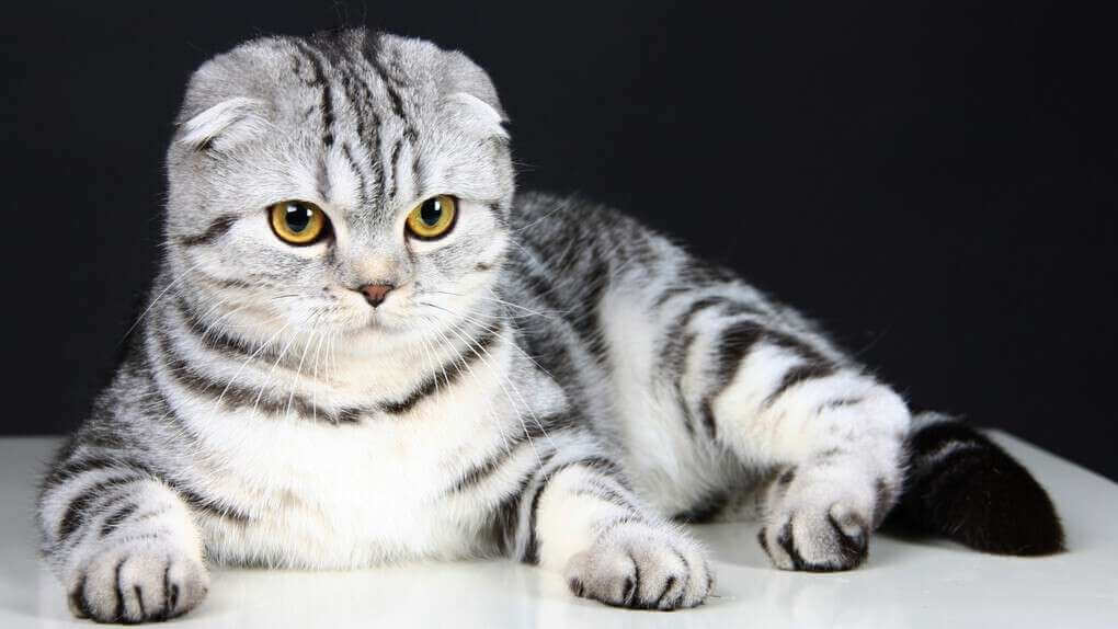 Scottish Fold