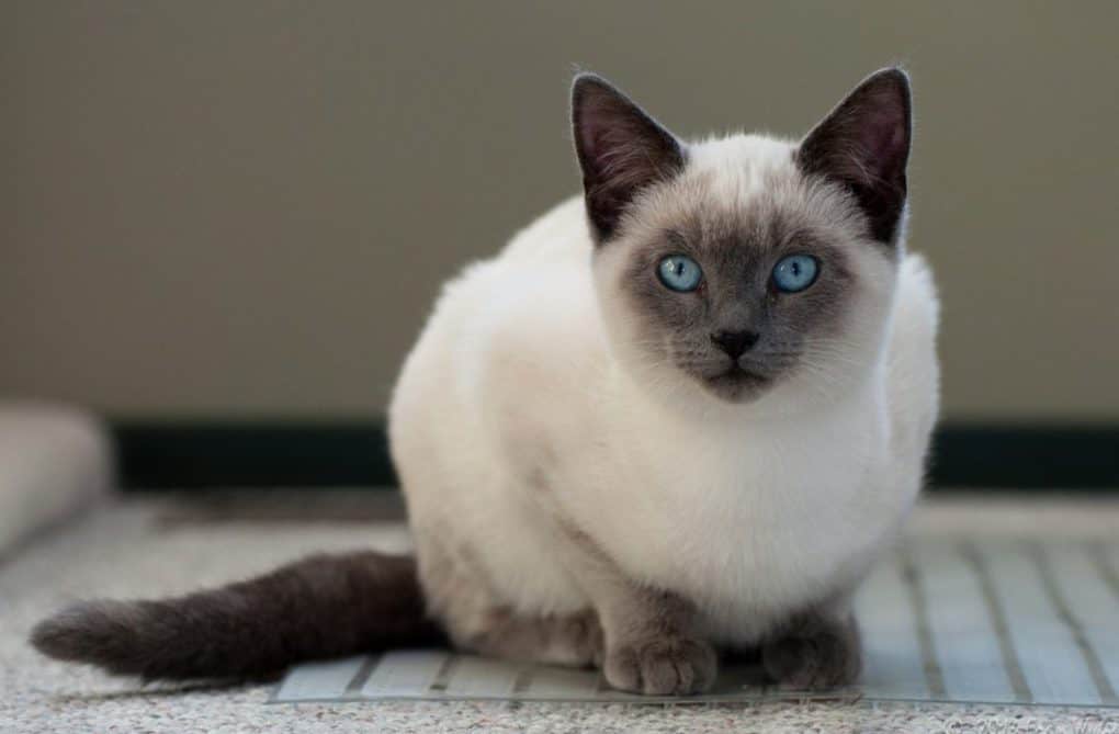 Siamese Cat